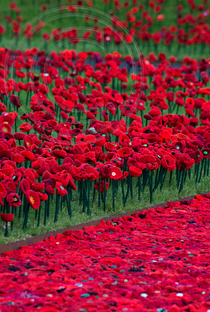 5000 Poppies Project, Chelsea Flower Show 2016