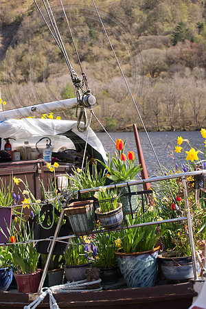 BOAT BULB GARDEN