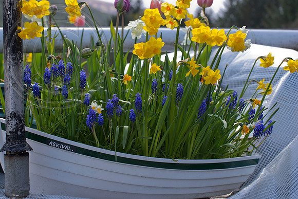 BOAT BULB GARDEN
