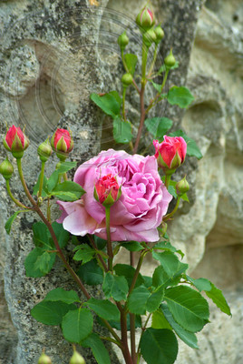 ROSA PRINCESS ALEXANDER OF KENT