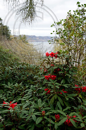 Inverewe Garden, Scotland , Spring