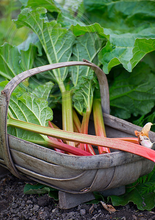 Trug of Rhubarb stems