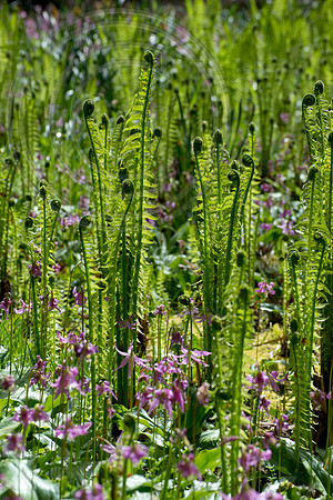 Inverewe Garden, Scotland , Spring