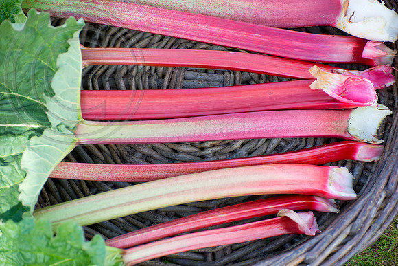Basket of Rhubabr stems