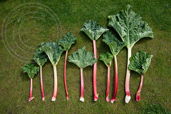Ten Rhubabrb variety speicmens