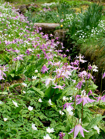 Inverewe Garden, Scotland , Spring