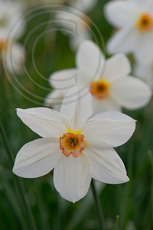 Narcissus Cantabile,National Collection of Antique Daffodils, Cr