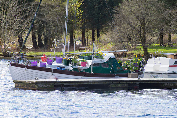BOAT BULB GARDEN