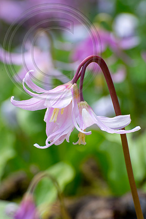 Inverewe Garden, Scotland , Spring