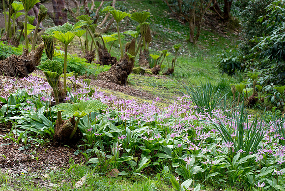 Inverewe Garden, Scotland , Spring