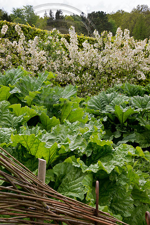 HARLOW CARR RHUBARB