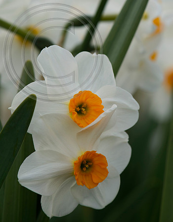 N. Geranium.Croft 16 , Home of Antique Daffodils.
