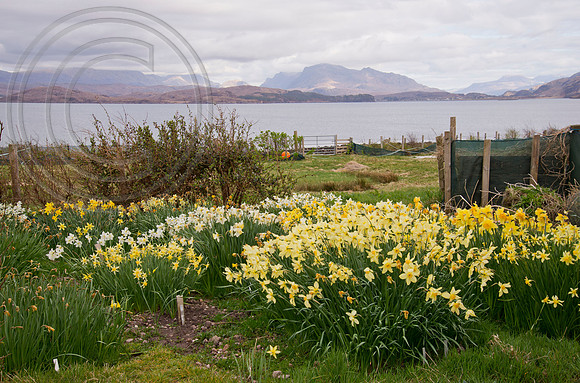 Croft 16, National collection of antique daffodils