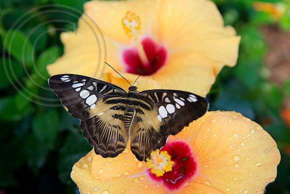 The Butterfly Dome, Hampton Court Flower Show 2016