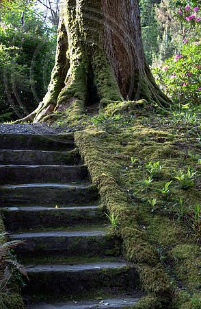 Dereen Garden, Ire