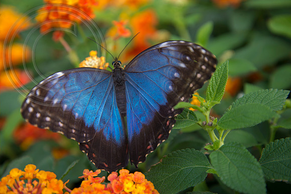 The Butterfly Dome, Hampton Court Flower Show 2016