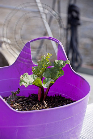 BOAT BULB GARDEN