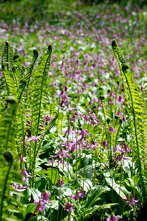Inverewe Garden, Scotland , Spring