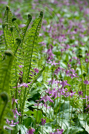 Inverewe Garden, Scotland , Spring