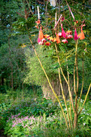 HUNTINGBROOK JIMI BLAKE; woodland gardens ; Multi stem Mahonia Charity Chusquea sp.,
