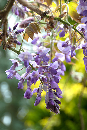 BRACHYBOTRIS