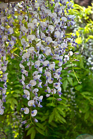F.LAVENDER LACE