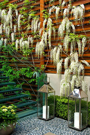 WISTERIA FLORIBUNDA ALBA SHIRO NODA