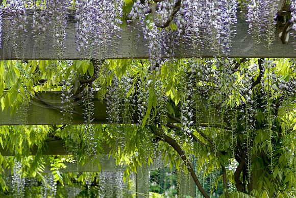 JAPANESE WISTERIA FLORIBUNDA MULTIJUGA