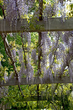 JAPANESE WISTERIA FLORIBUNDA MULTIJU