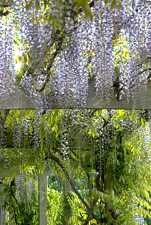 JAPANESE WISTERIA FLORIBUNDA MULTIJU