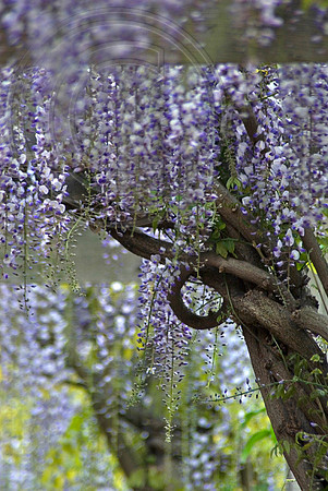 JAPANESE WISTERIA FLORIBUNDA MULTIJU