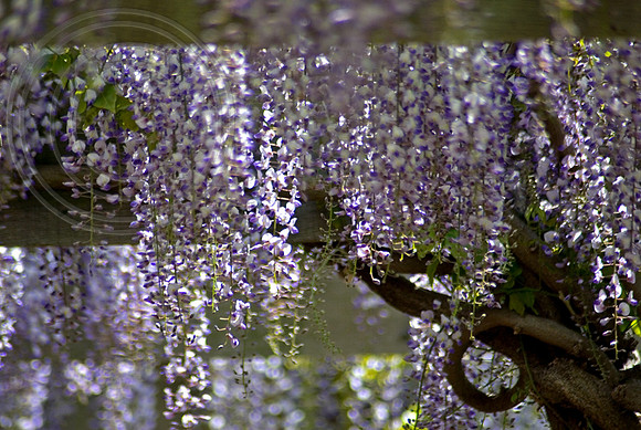 JAPANESE WISTERIA FLORIBUNDA MULTIJU