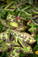HUNTINGBROOK JIMI BLAKE  Podophyllum Spotty Dotty