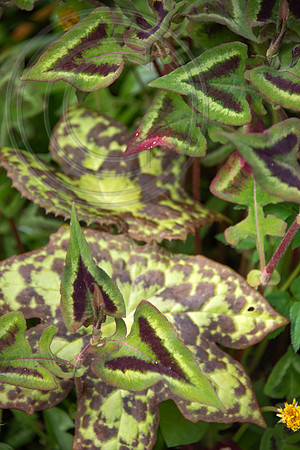 HUNTINGBROOK JIMI BLAKE  Podophyllum Spotty Dotty