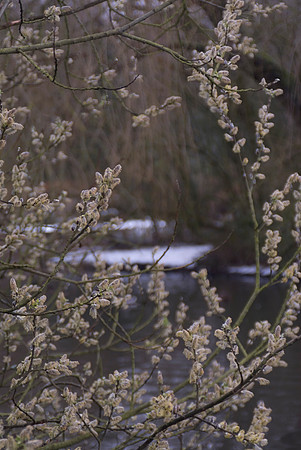 willow - slaix caprea
