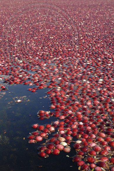 wet harvest cranberries