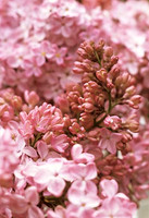 SYRINGA HYACINTHIFLORA ESTHE STALEY MG