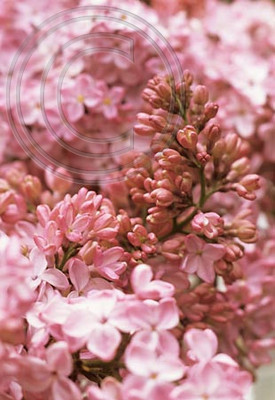 SYRINGA HYACINTHIFLORA ESTHE STALEY MG
