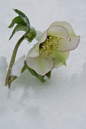 hellebore- hellborus  picotee
