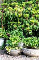 HUNTINGBROOK JIMI BLAKE Daphniphyllum macropodum Helleborus