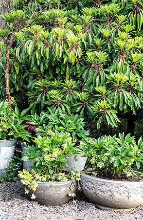 HUNTINGBROOK JIMI BLAKE Daphniphyllum macropodum Helleborus