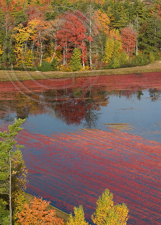 Cranberry lake- fall