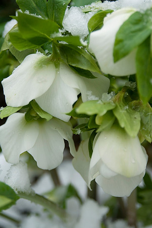 hellebores in the snow- helleborus niger
