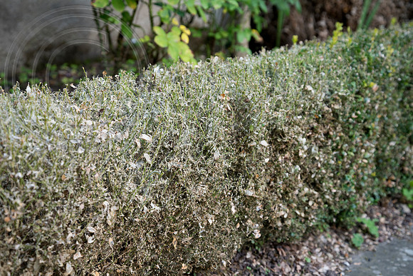 LONDON SW15 GARDEN 1