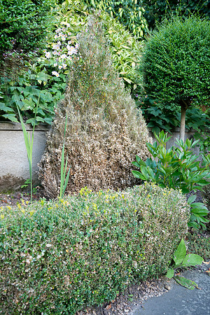 LONDON SW15 GARDEN 1