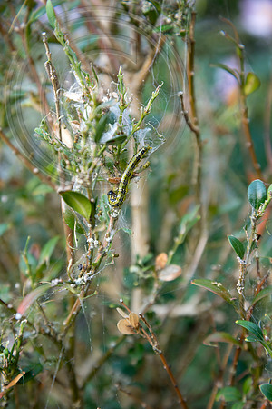 CYDALIMA PERSPECTALIS