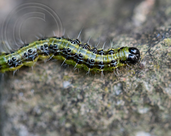 CYDALIMA PERSPECTALIS