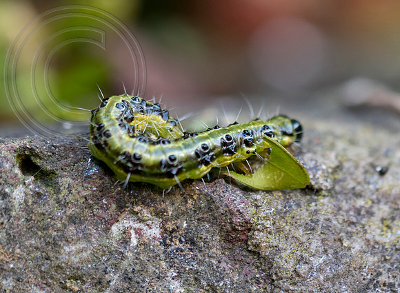 CYDALIMA PERSPECTALIS