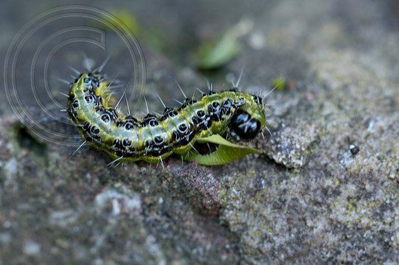 CYDALIMA PERSPECTALIS