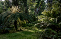 Derreen Garden, Ire